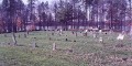 Sherrill Cemetery * 440 x 222 * (144KB)